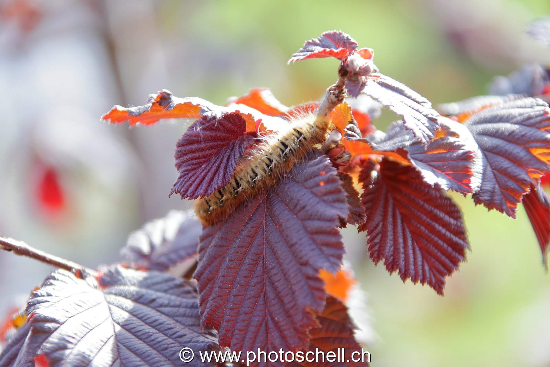 Chenille sur des feuilles de noisettiers
