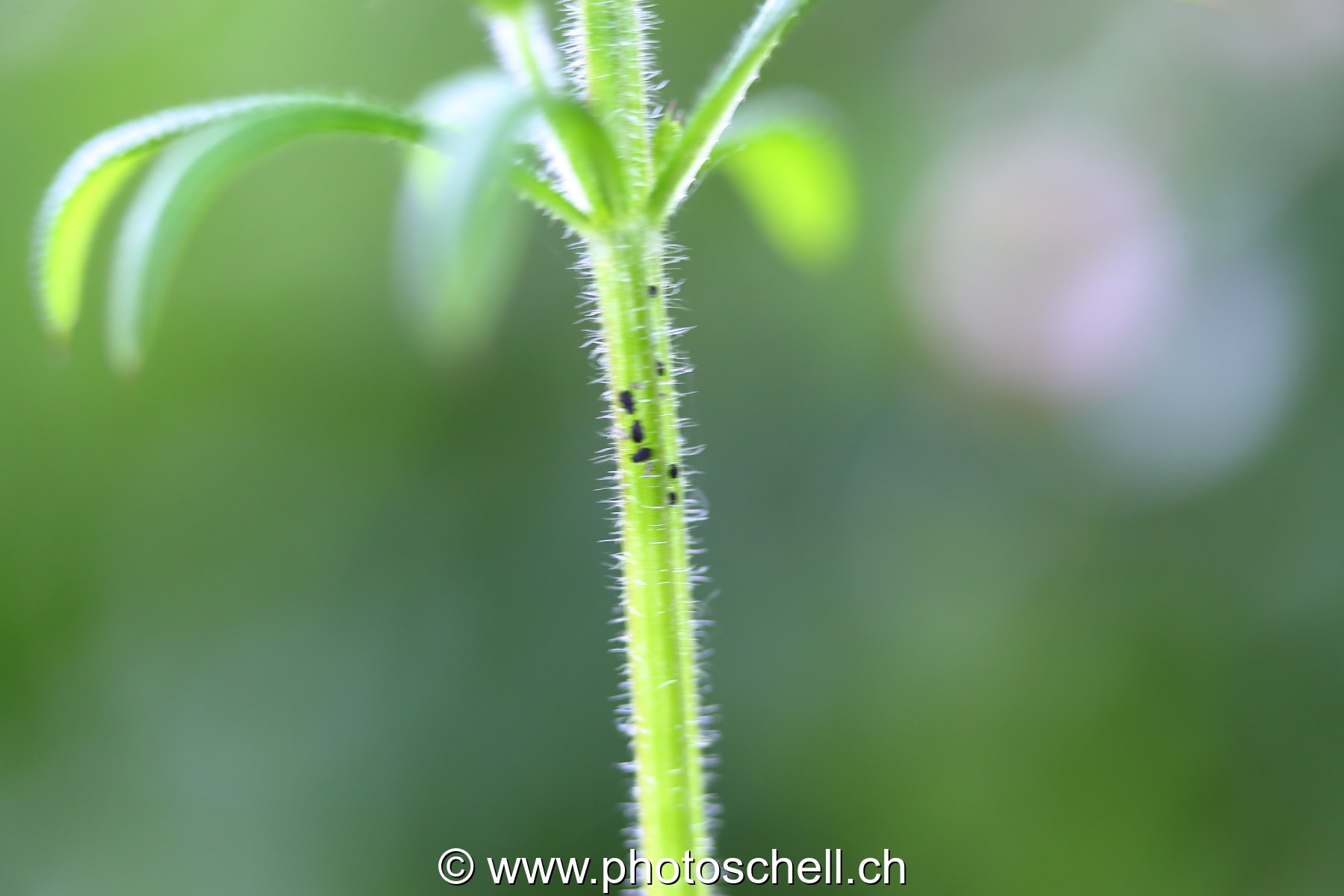 Quelques pucerons rescapés de la coccinelle