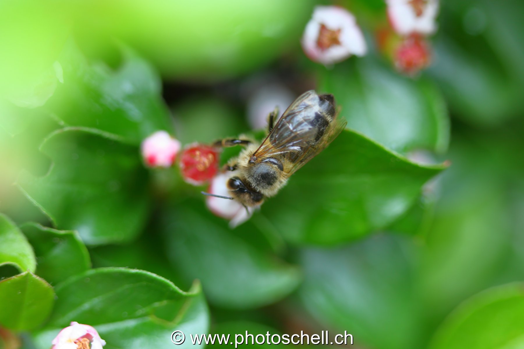 Abeille sur sa fleur