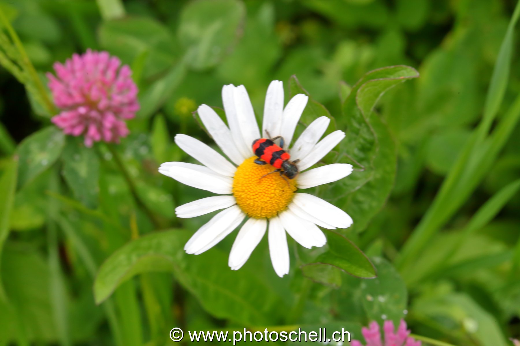 Insecte sur une pâquerette