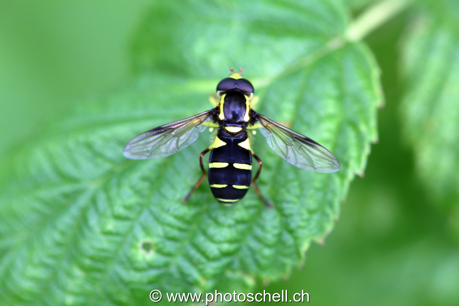 Insecte sur une feuille
