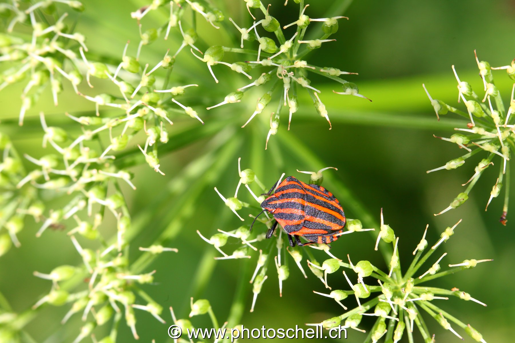 Insecte sur une feuille