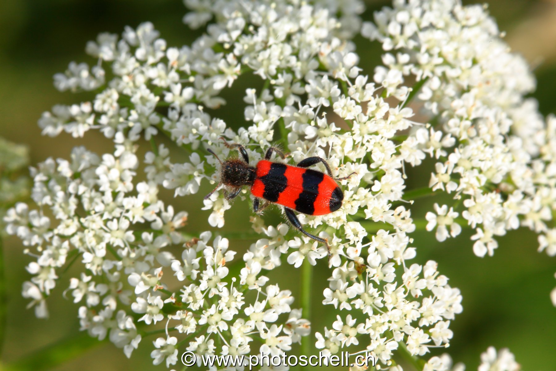Insecte sur une fleur