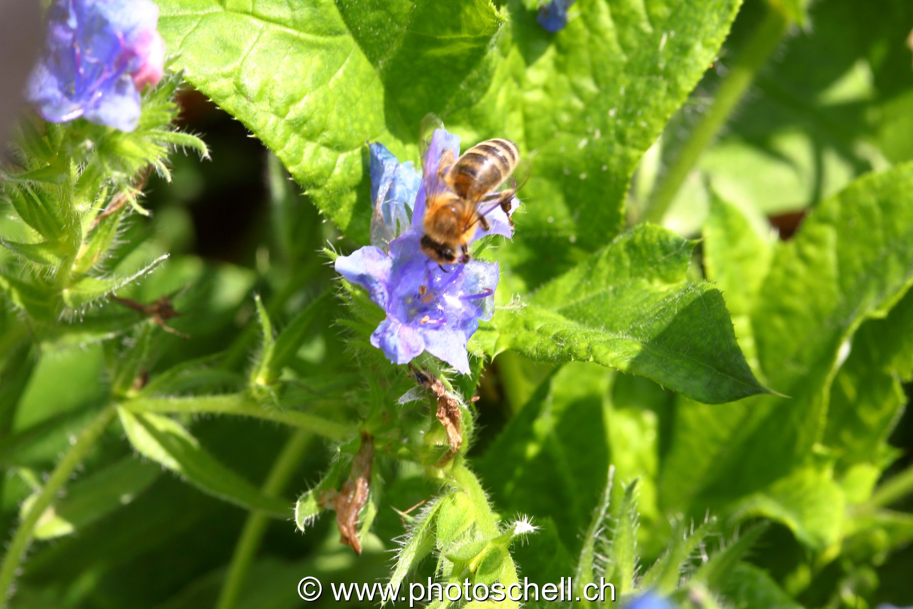 Abeille sur une fleur