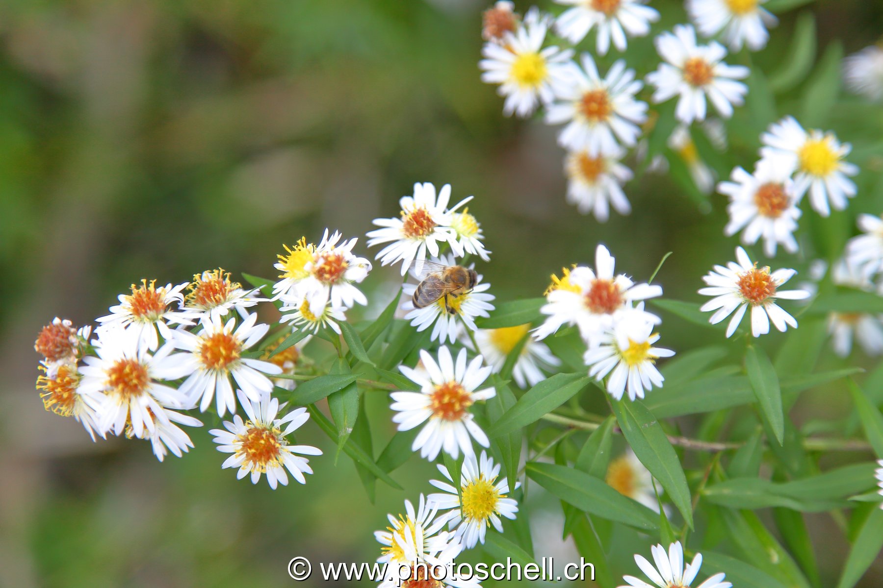 Abeille sur une fleur