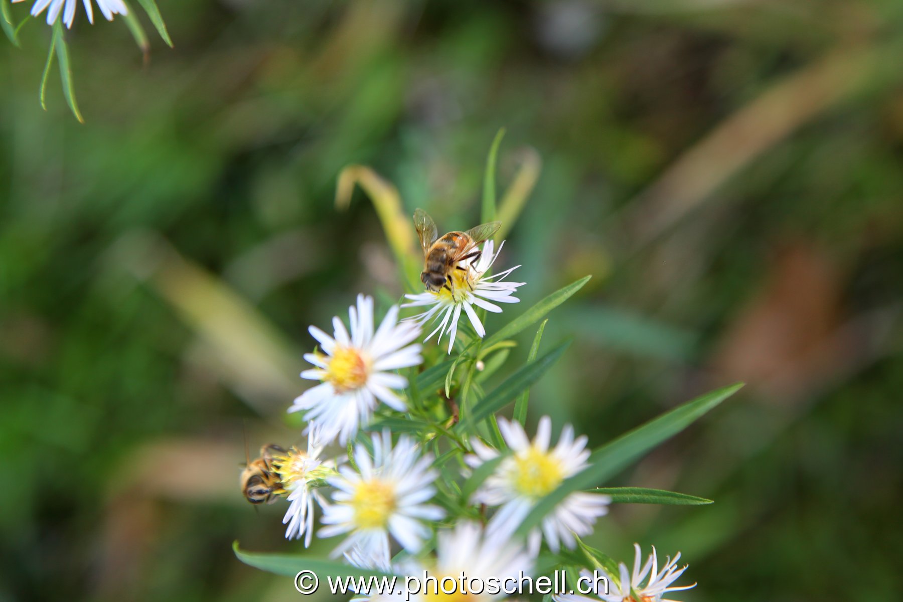 Abeille sur une fleur