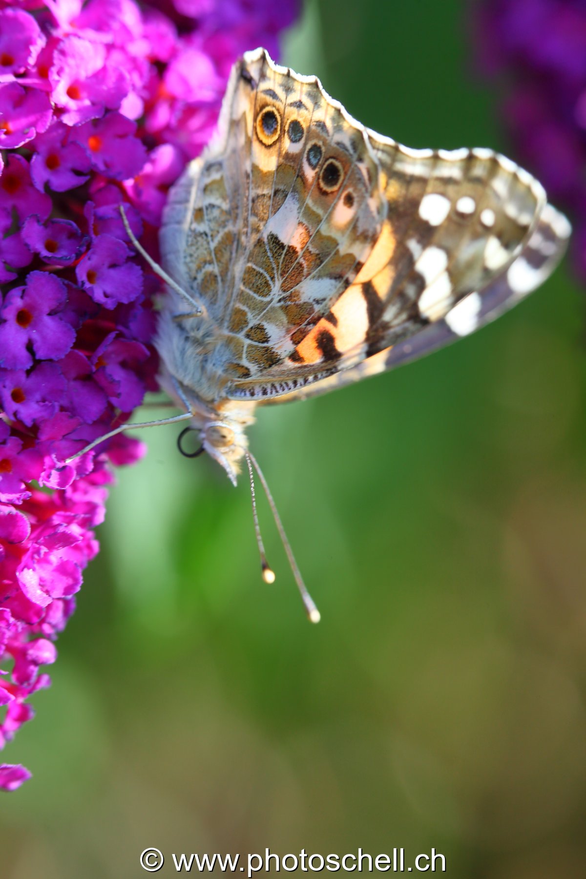 Papillon sur des fleurs