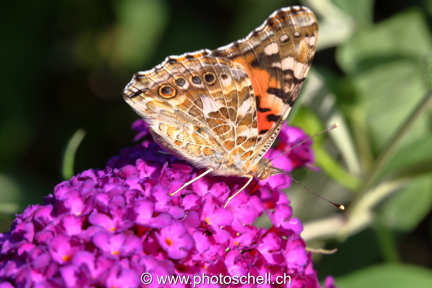 Papillon sur des fleurs