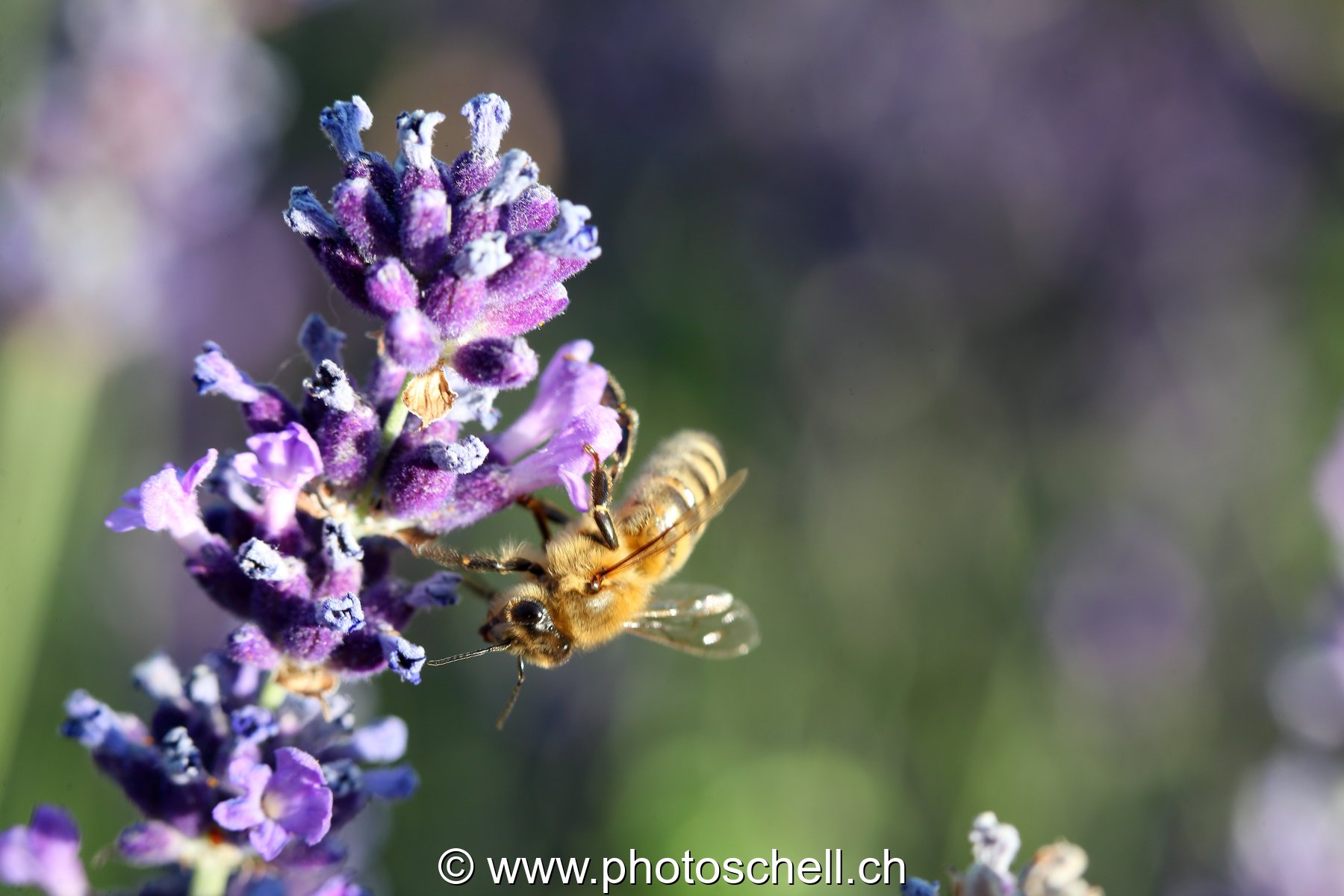 Abeille sur la lavande (macro)