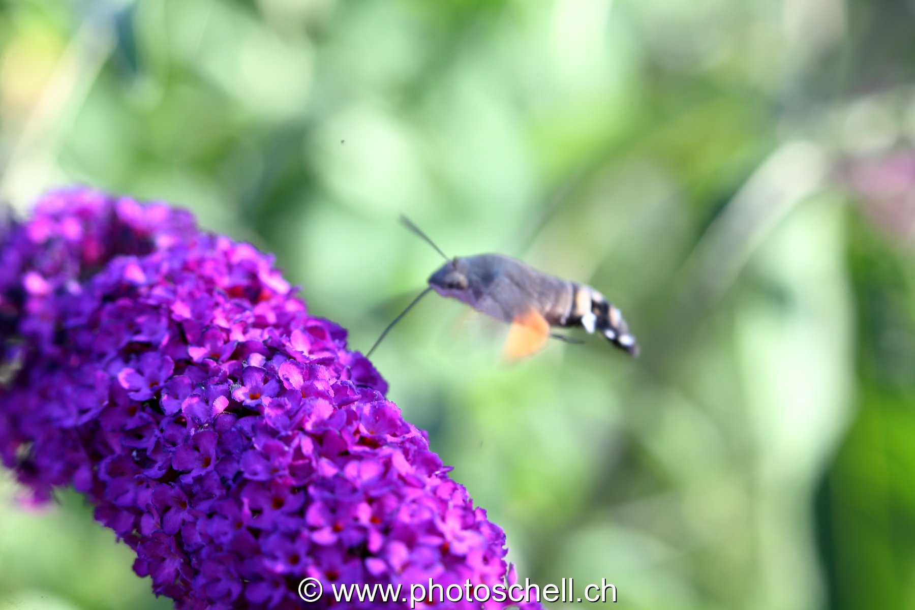 Sphinx colibri en train de butiner