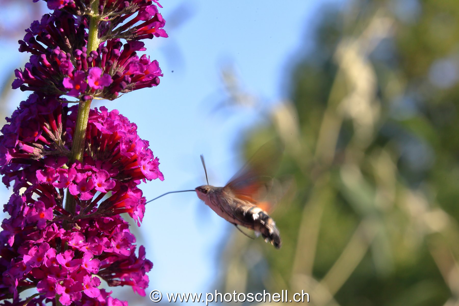 Sphinx colibri en train de butiner
