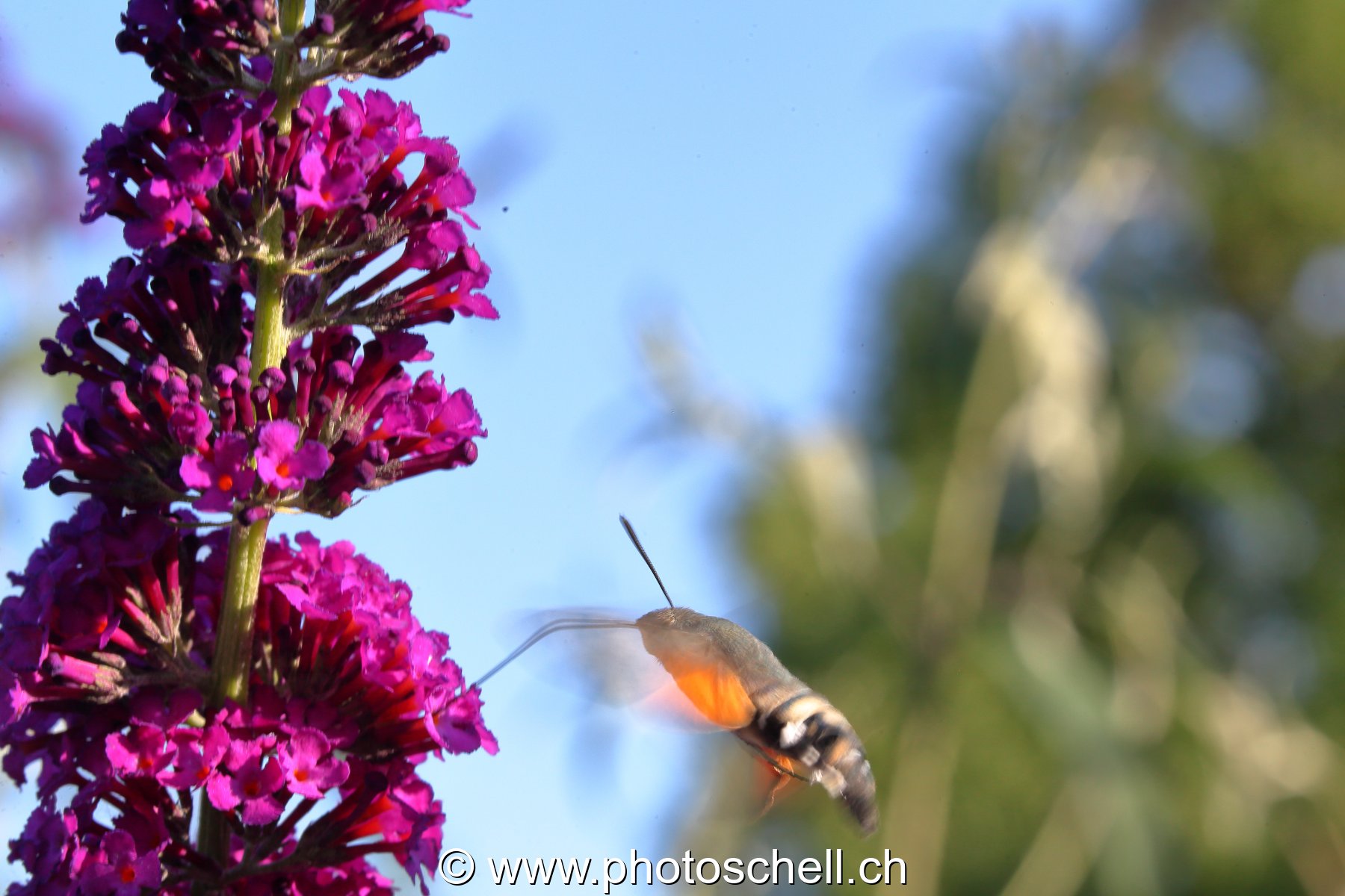Sphinx colibri en train de butiner