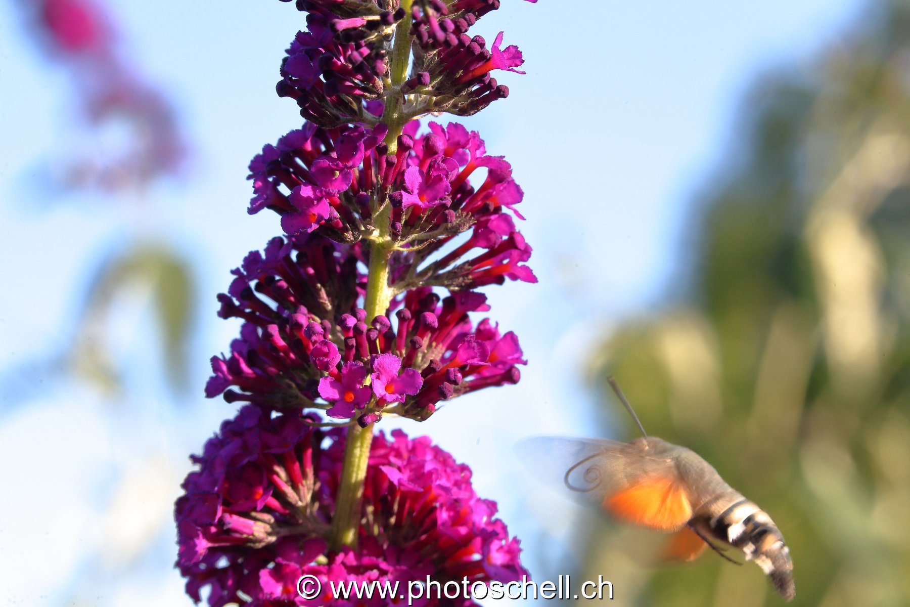 Sphinx colibri en train de butiner