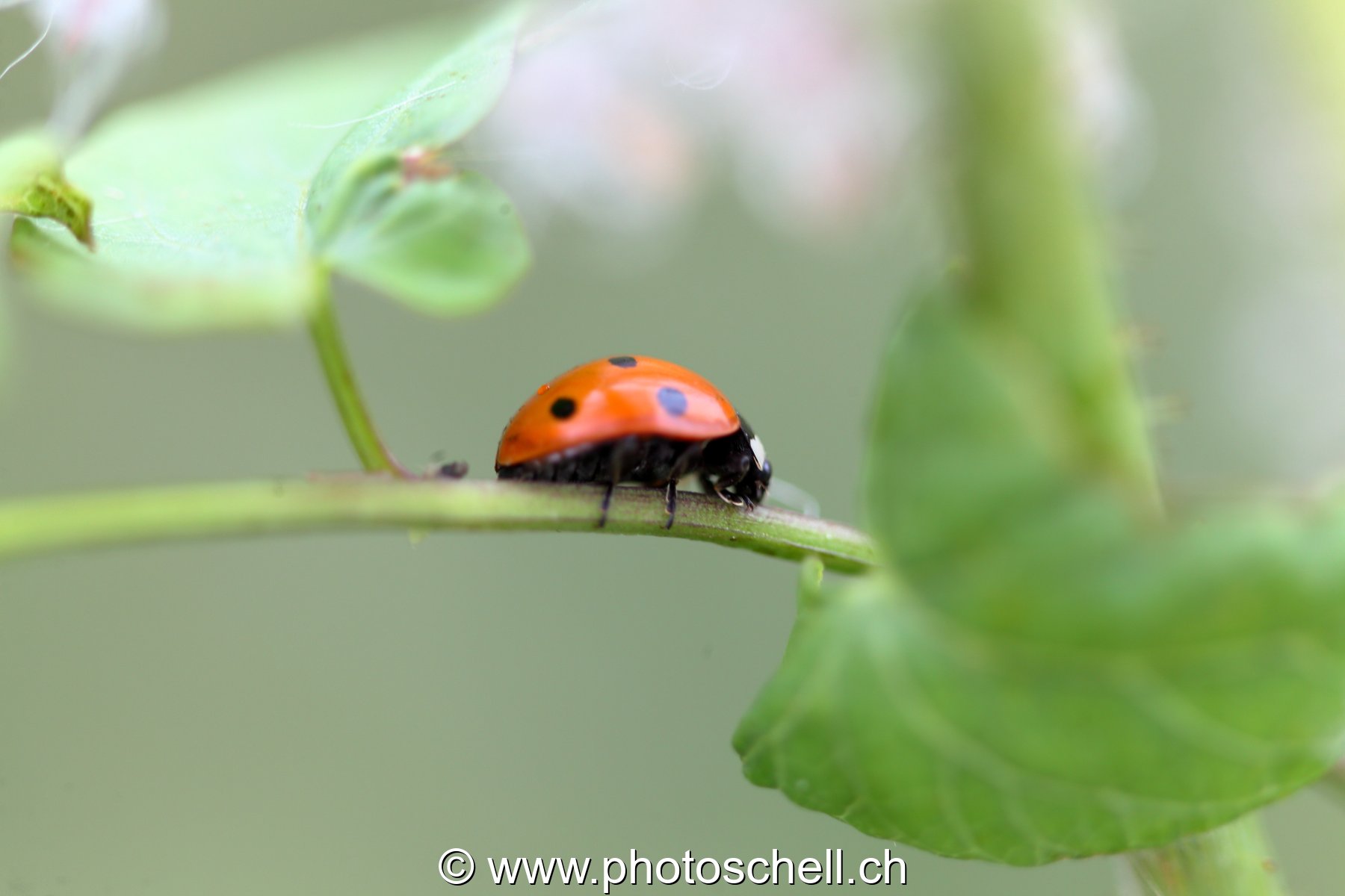 Coccinelle en attente