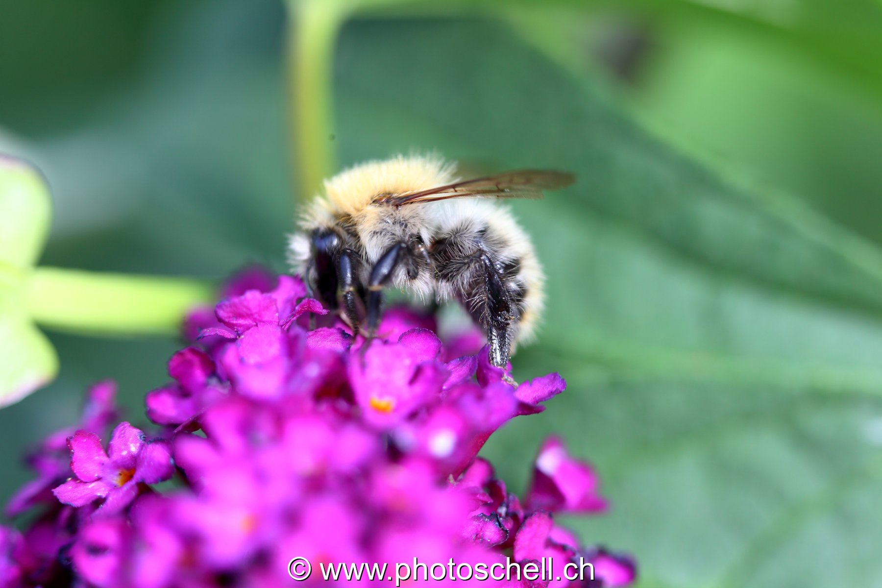 Abeille butinant