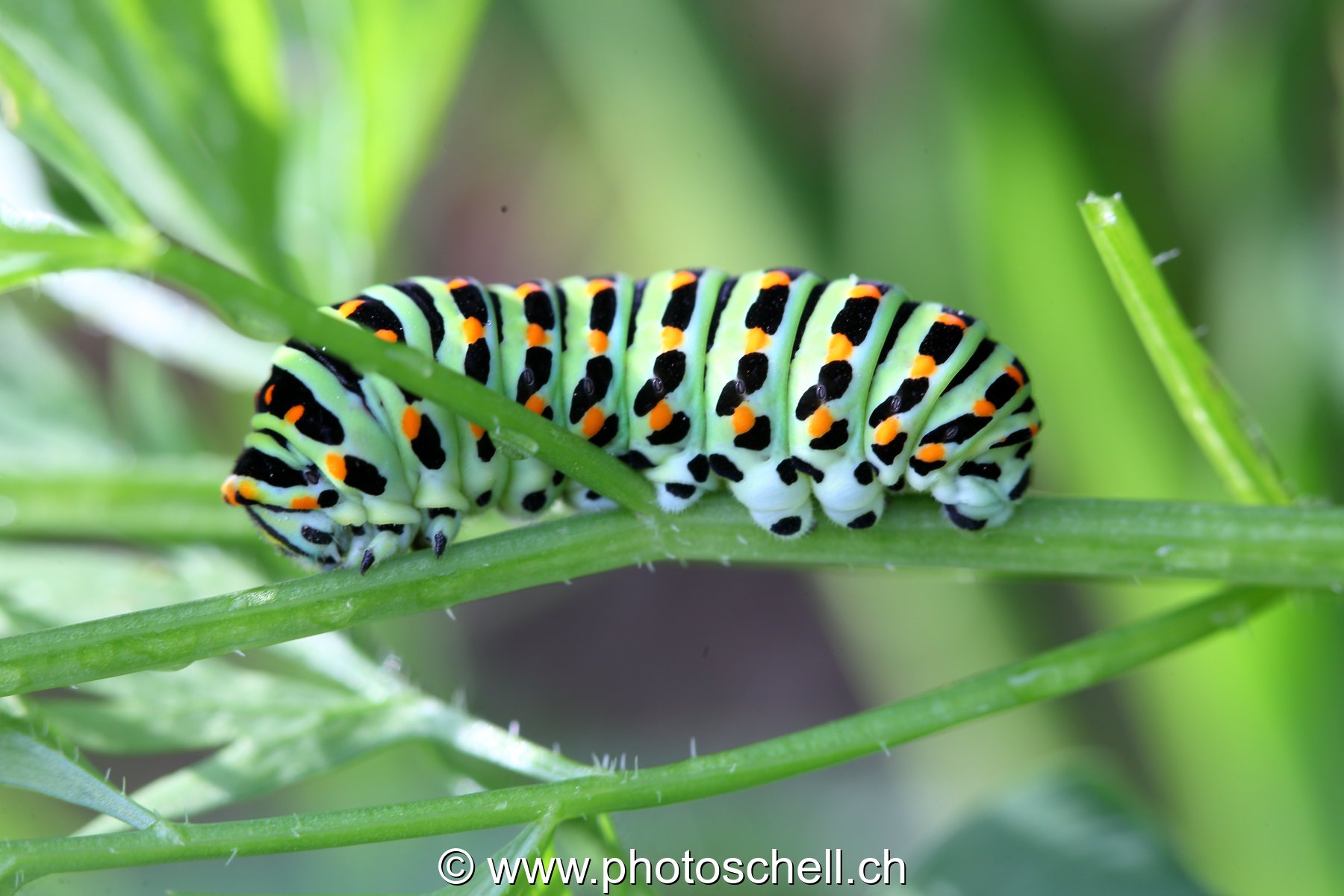 Chenille du Machaon ou du Grand porte-queue
