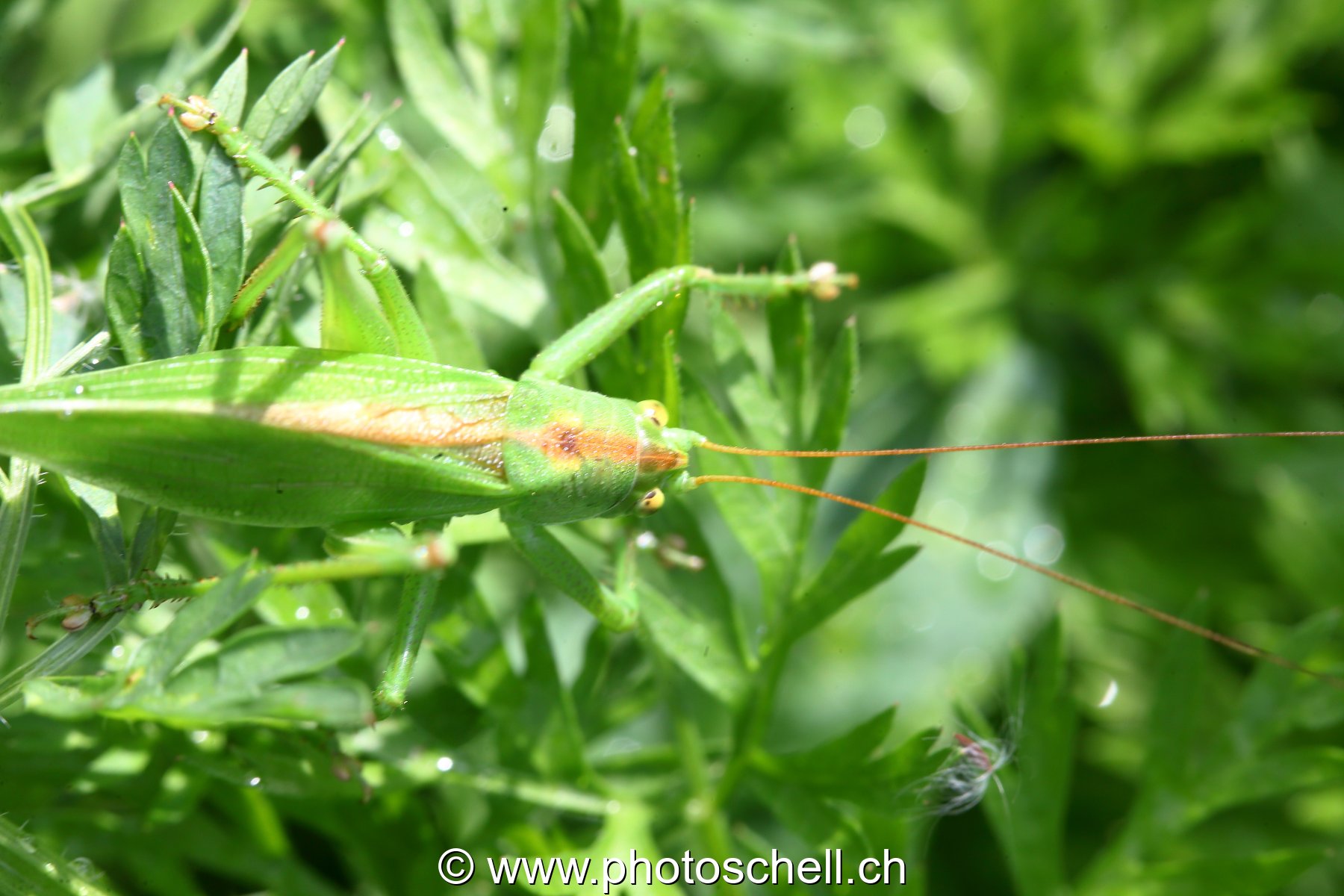 Sauterelle verte
