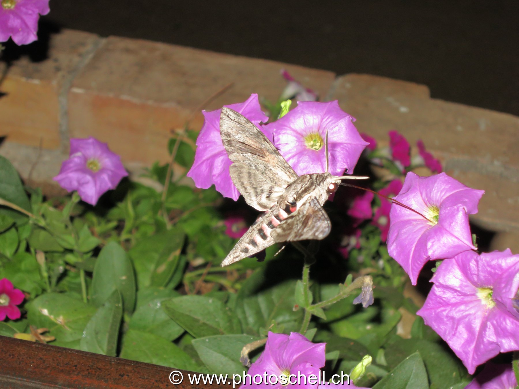 Sphinx colibri la nuit