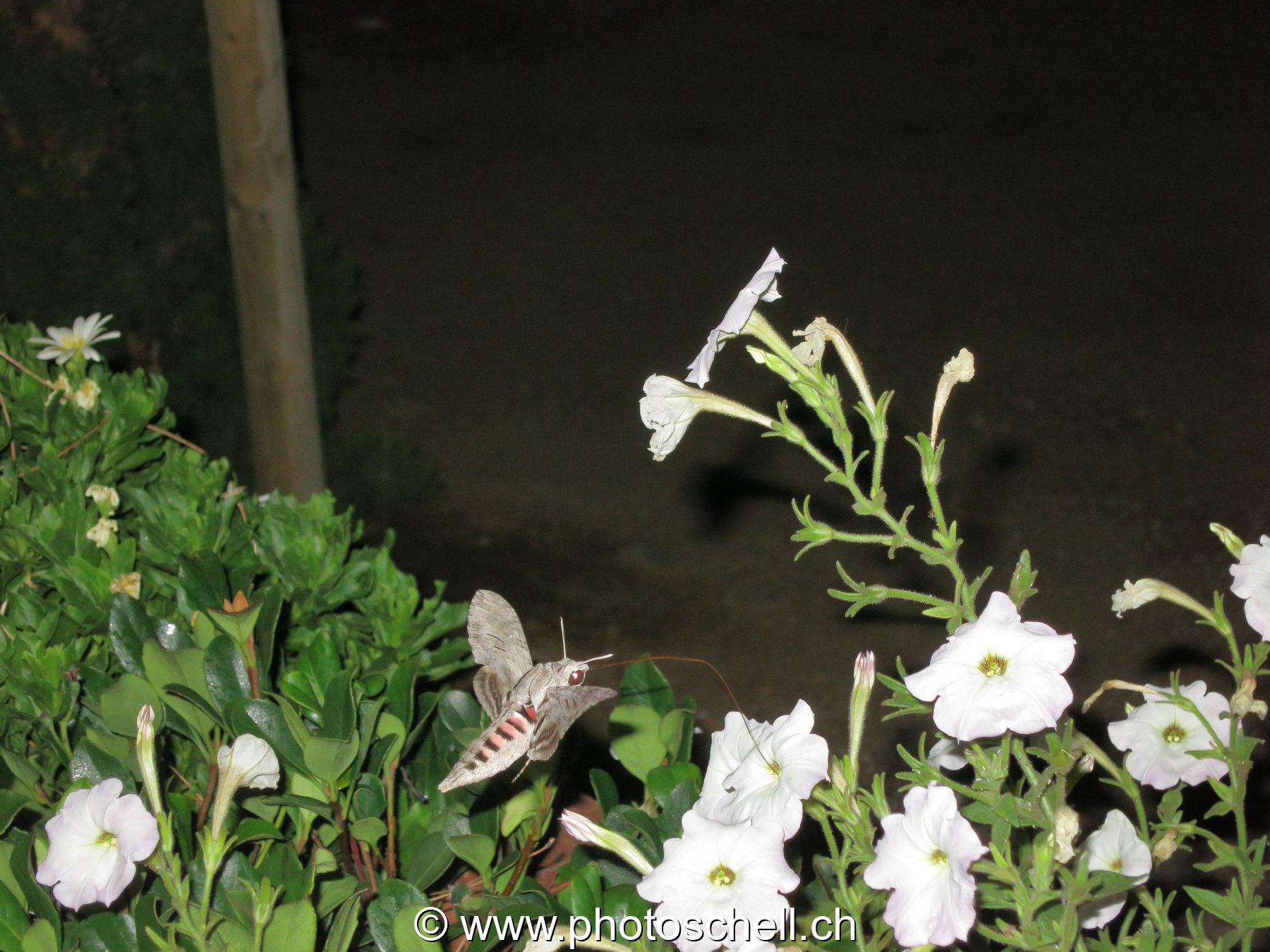 Sphinx colibri la nuit