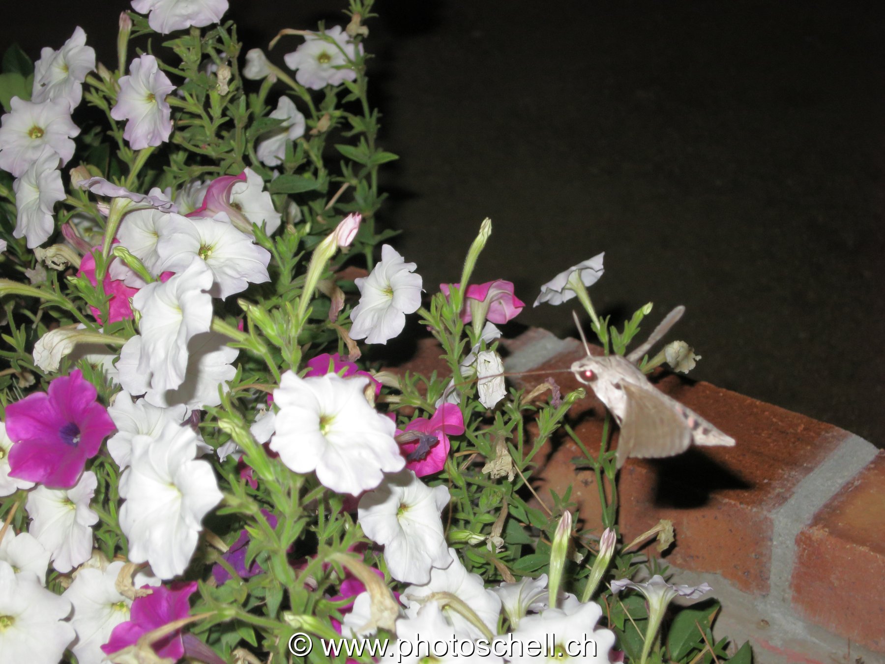 Sphinx colibri la nuit