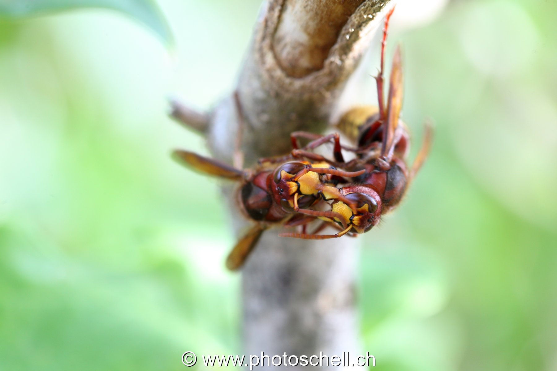 Frelon européen