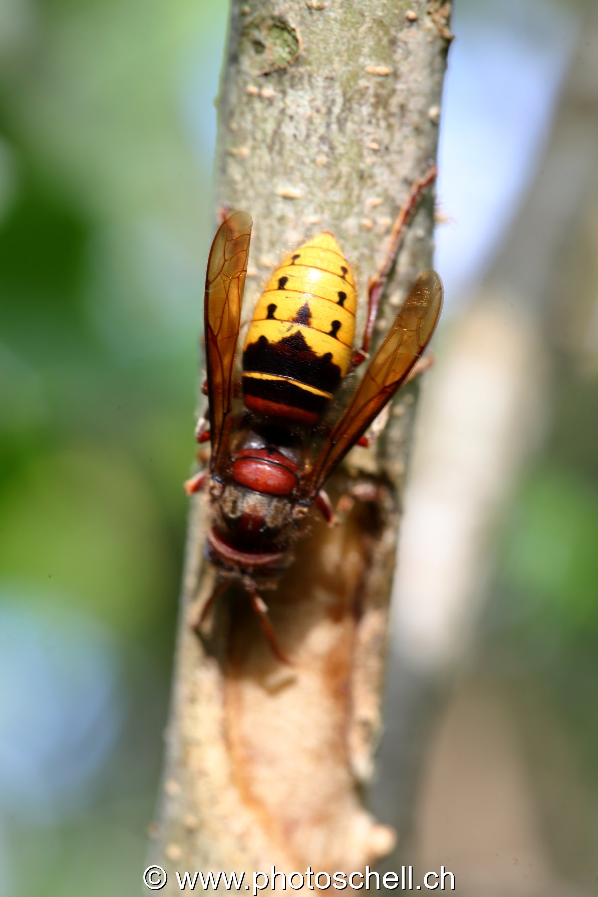 Frelon européen en train de se nourrir de sève de lilas