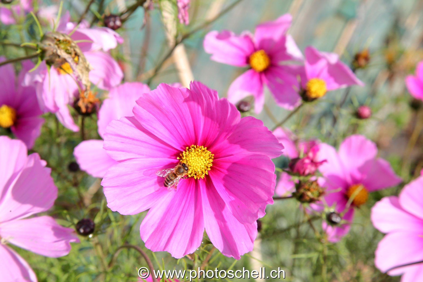 Abeille sur sa fleur