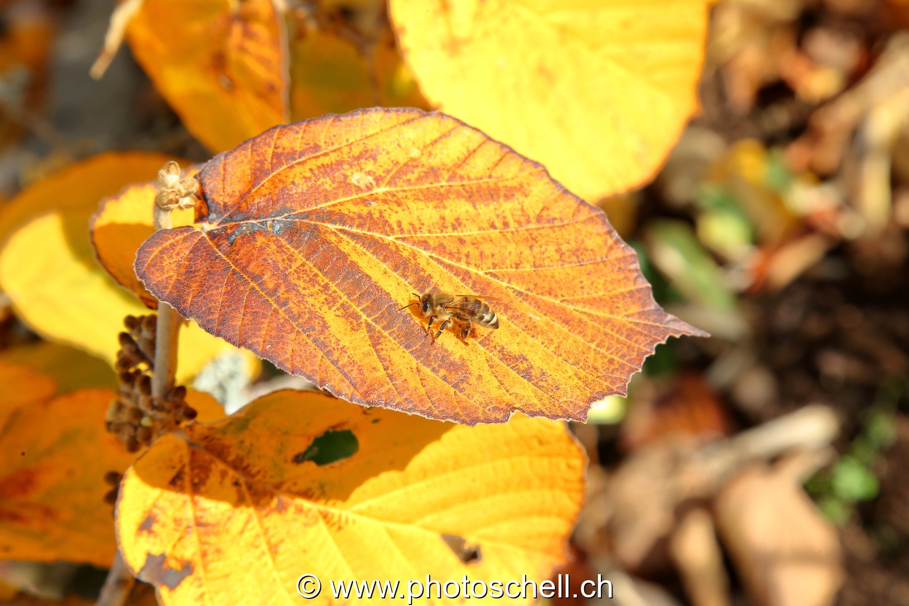 Abeille sur une feuille de noisettier