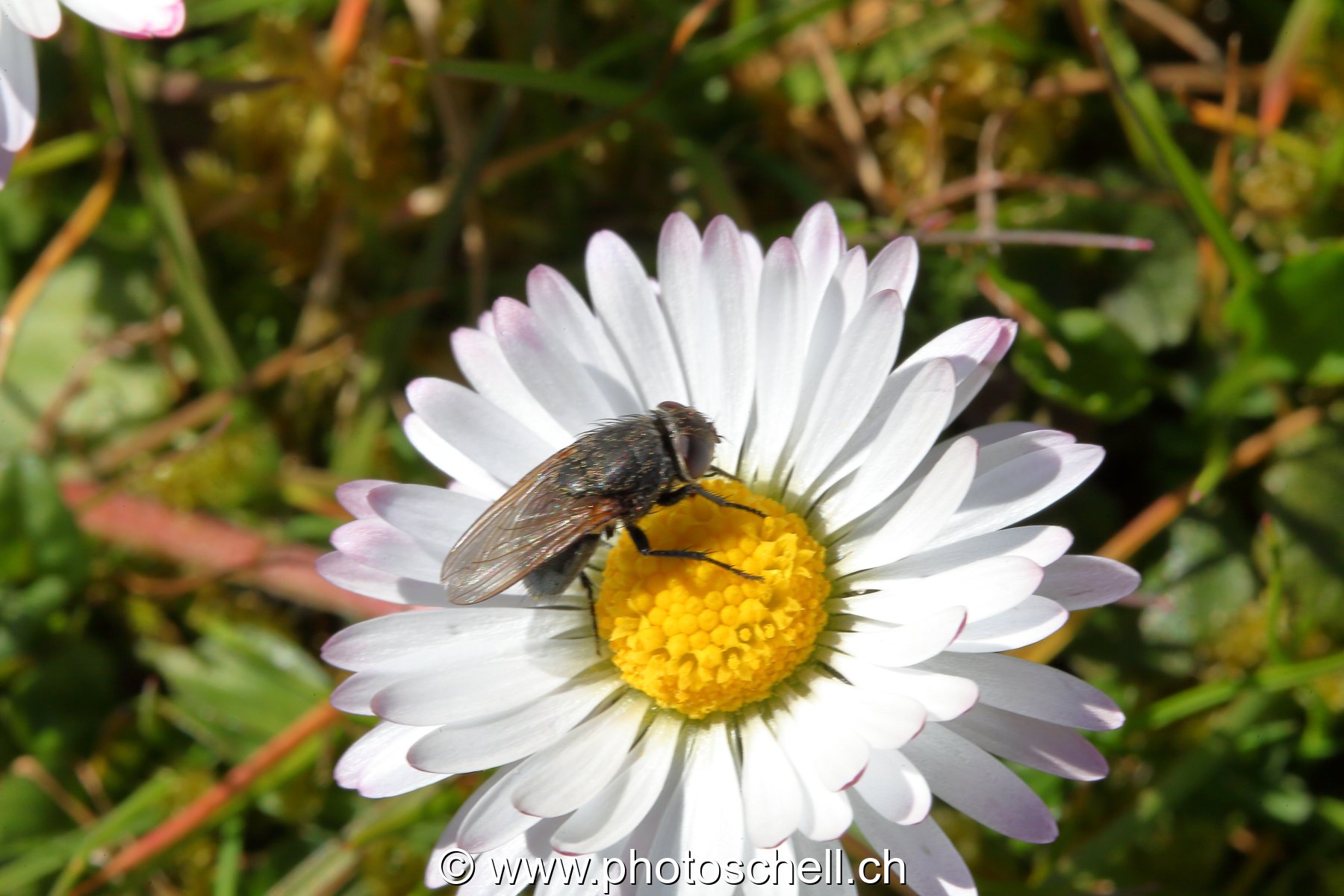 Mouche sur une pâquerette