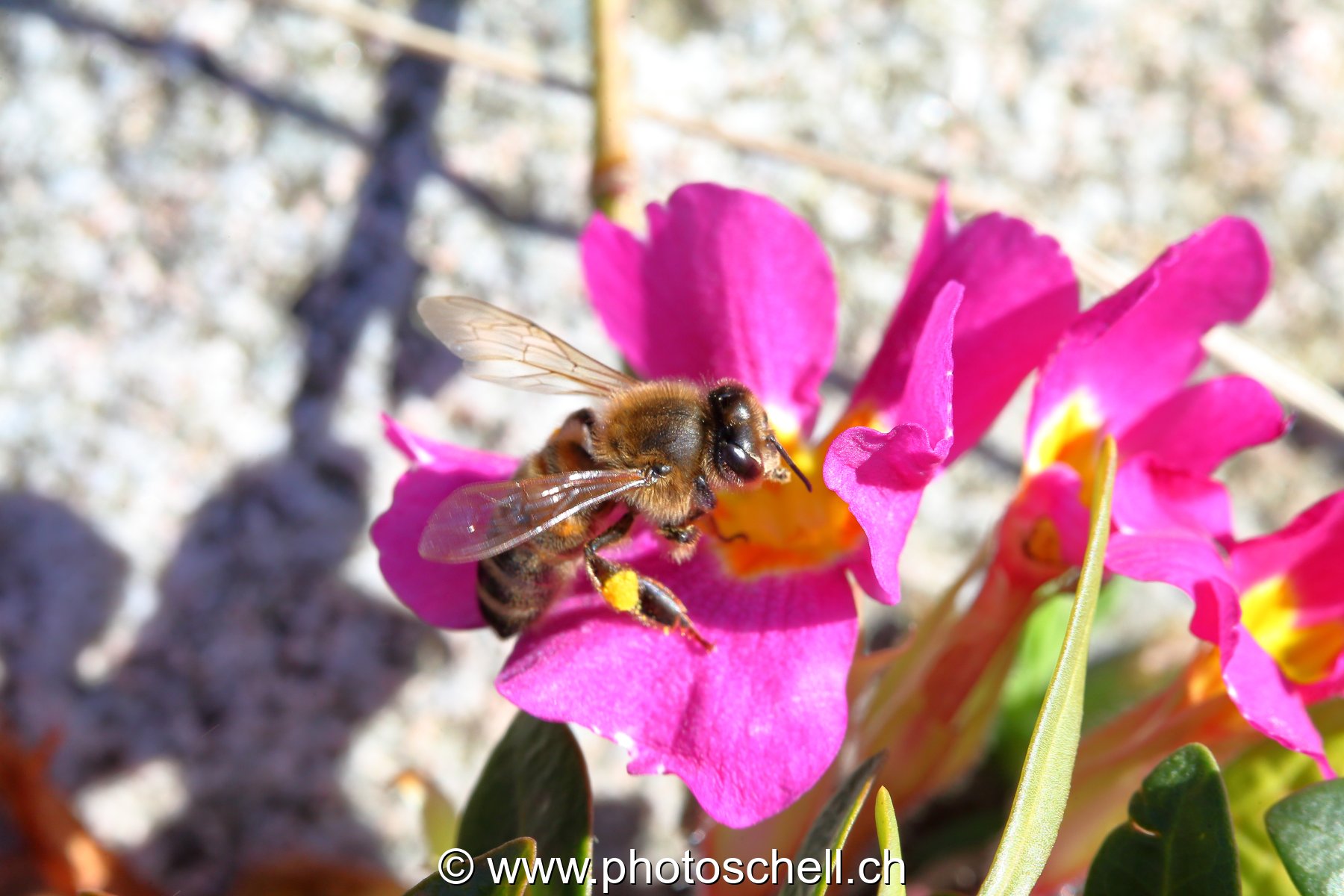 Abeille butinant (macro)