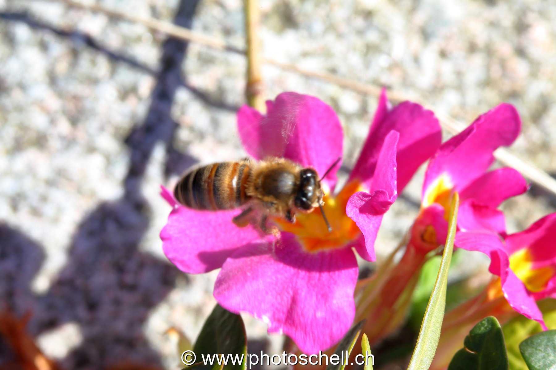 Abeille s'envolant