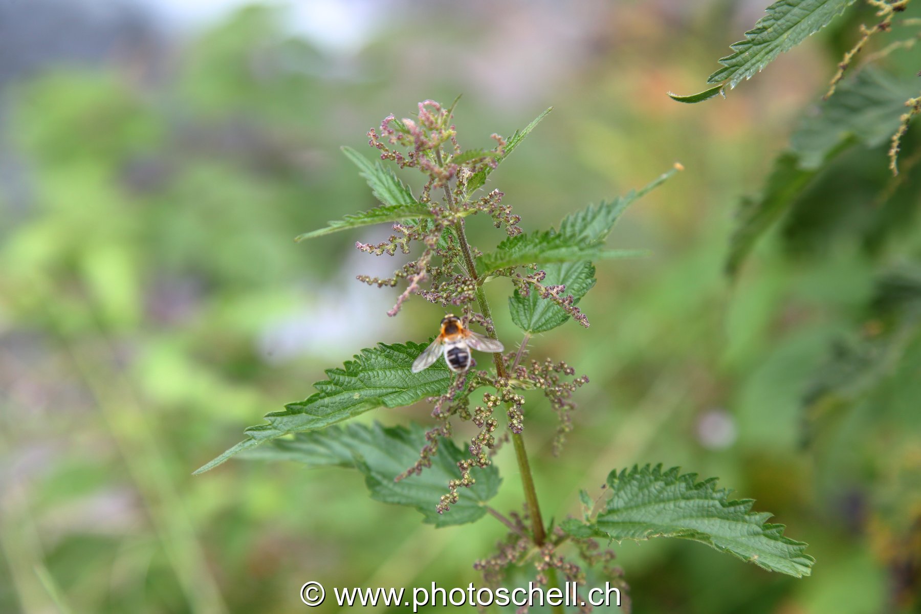 Abeille butinant des orties