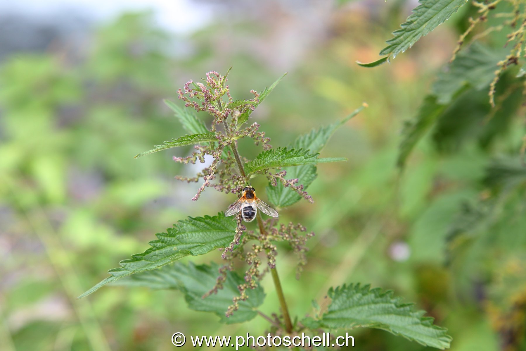 Abeille butinant des orties