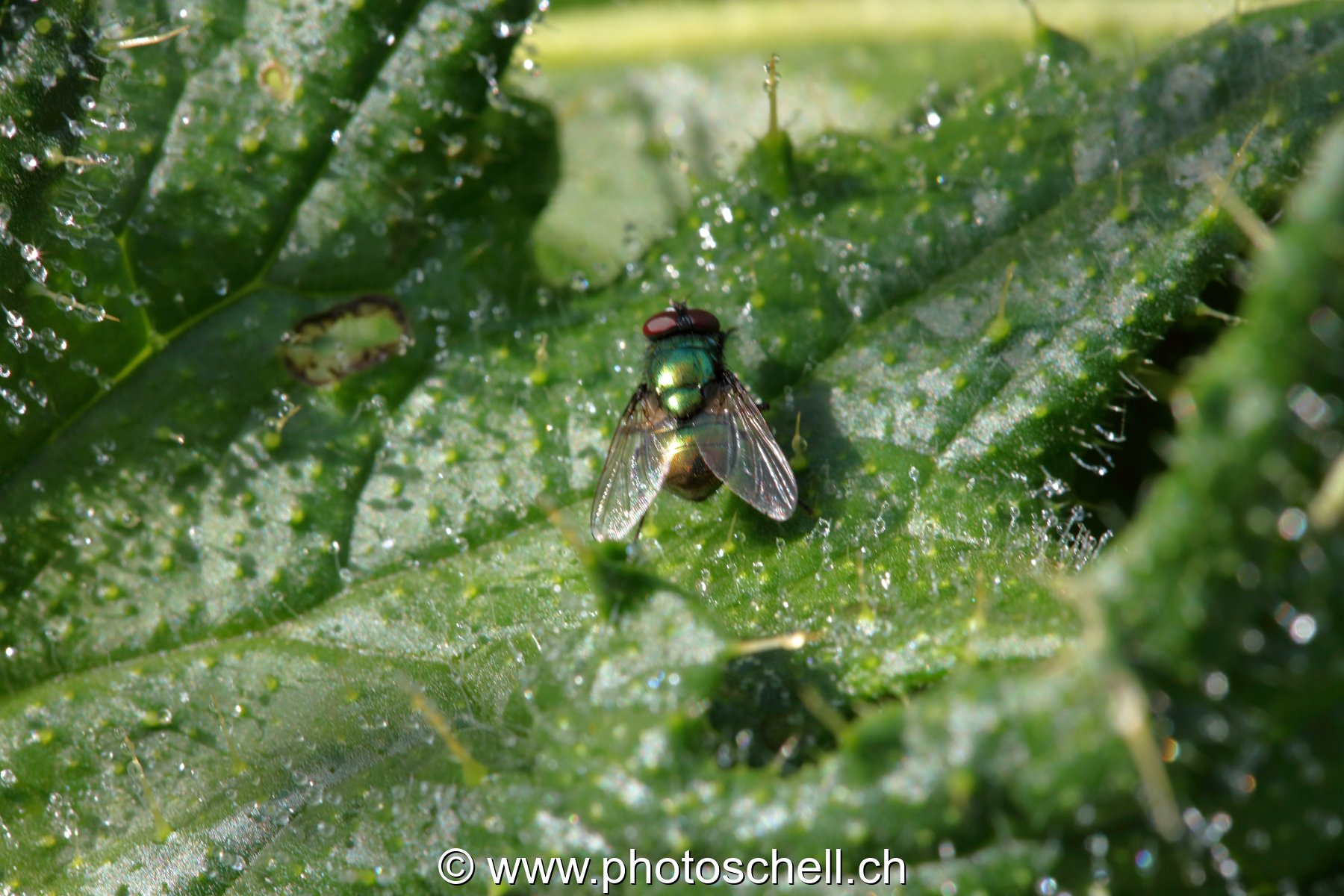 Mouche sur une feuille
