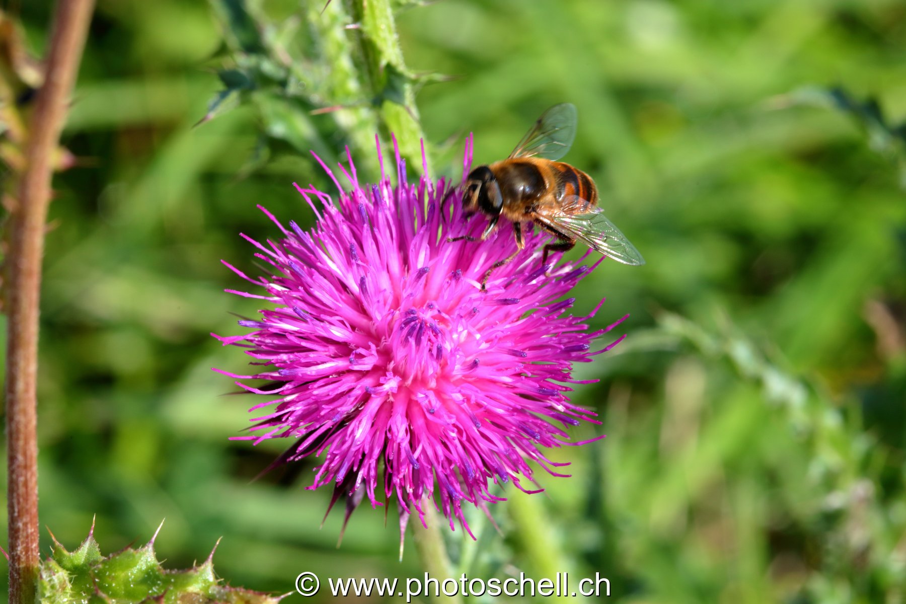 Abeille sur une fleur