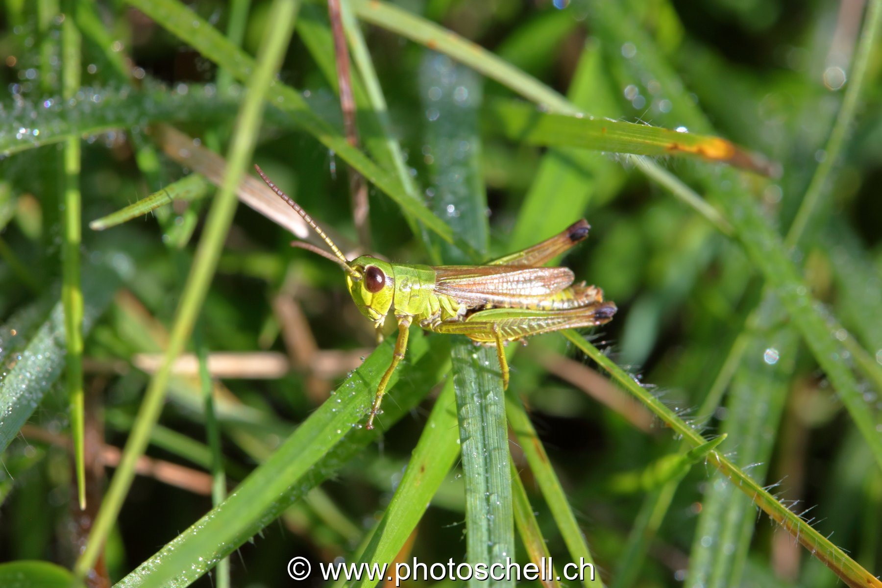 Sauterelle verte