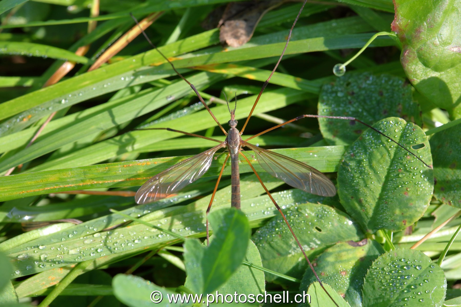 Moustique à longues pattes