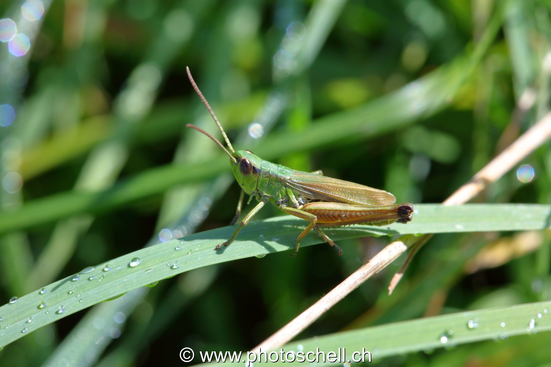 Sauterelle verte