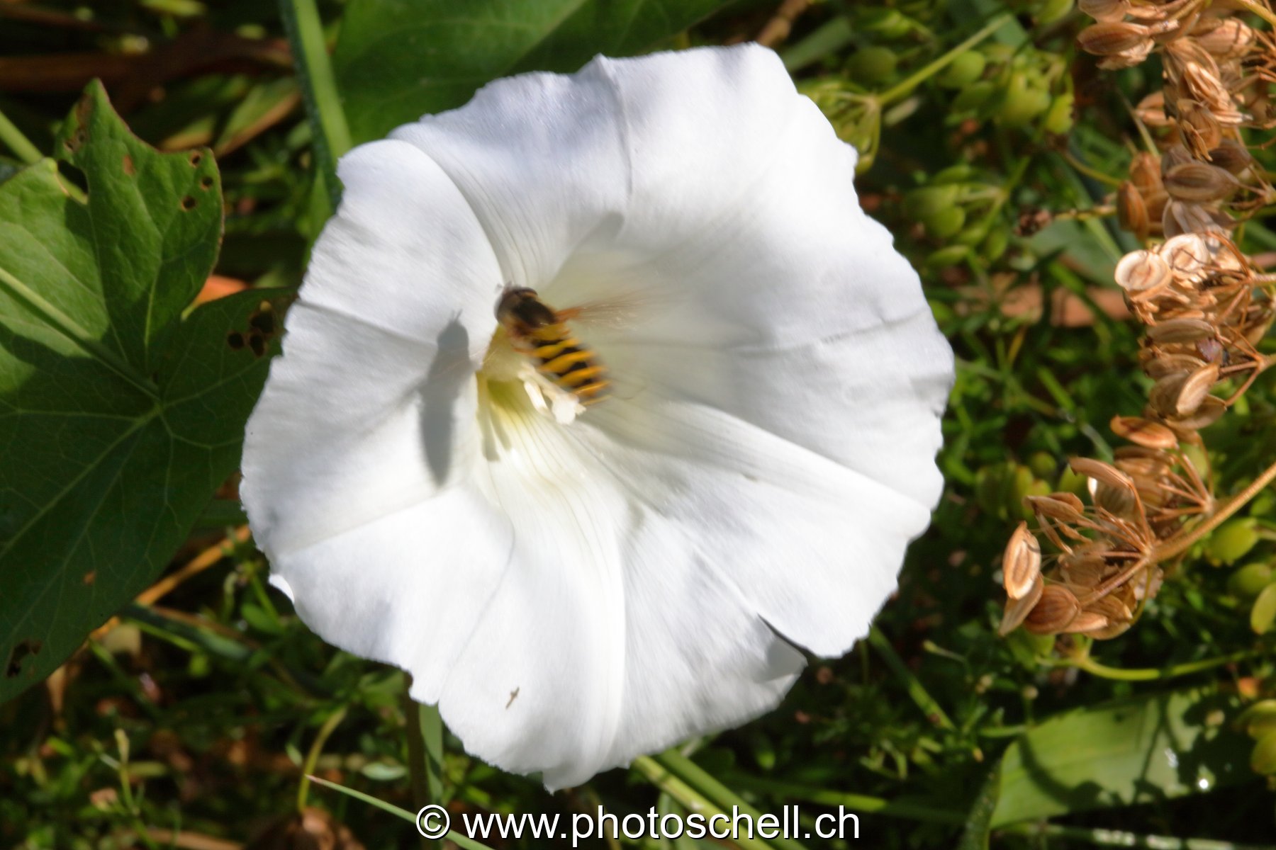 Abeille