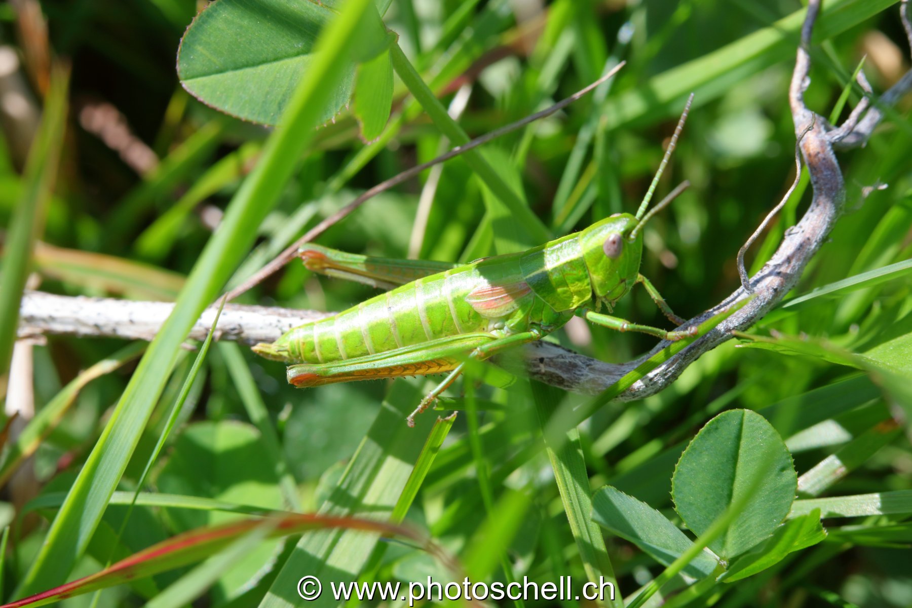 Sauterelle verte