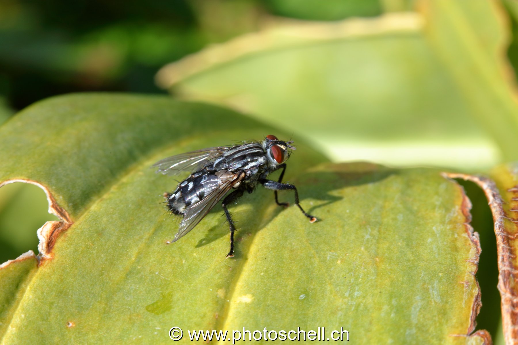 Mouche sur une feuille