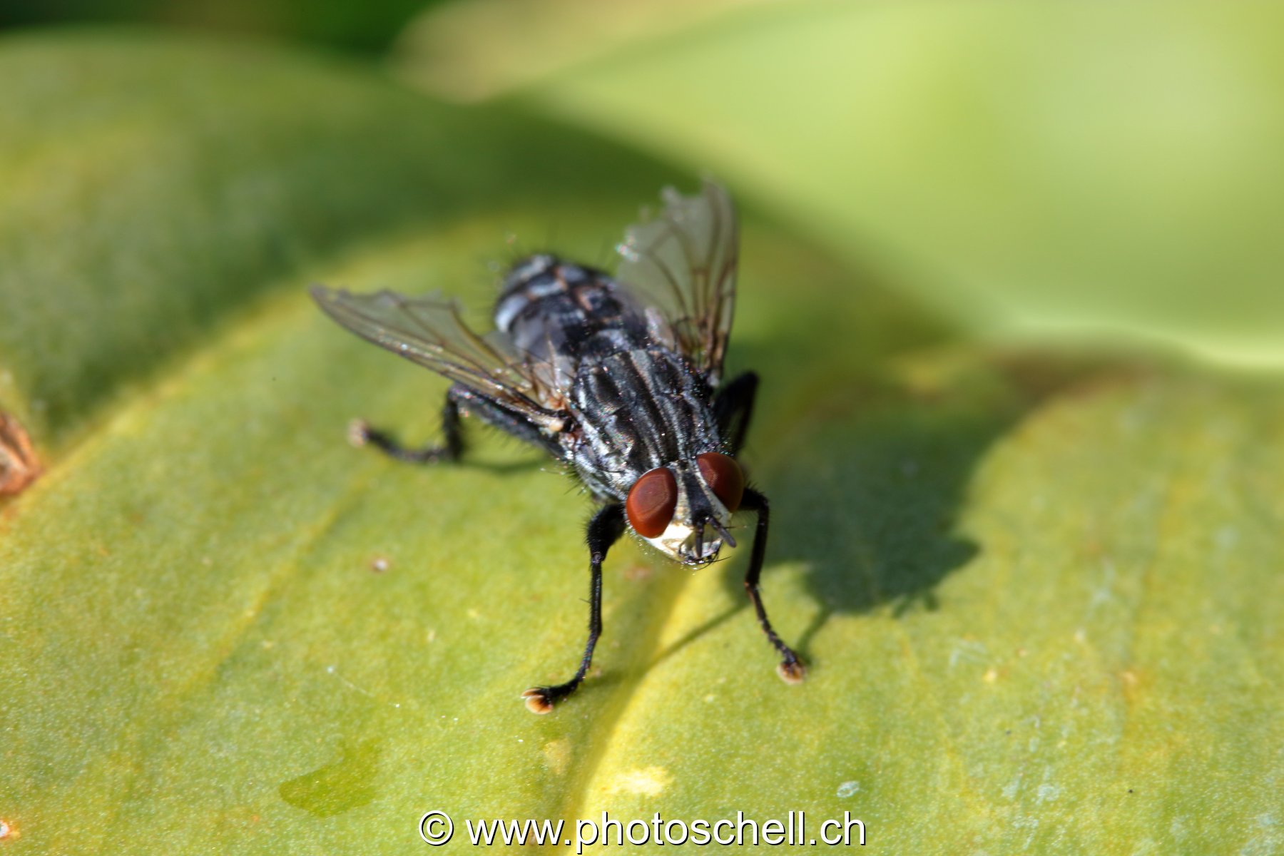 Mouche sur une feuille (macro)
