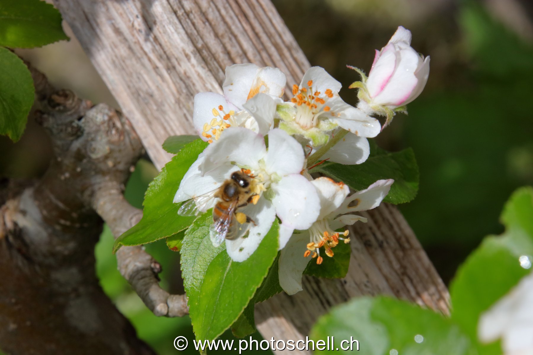 Abeille butinant
