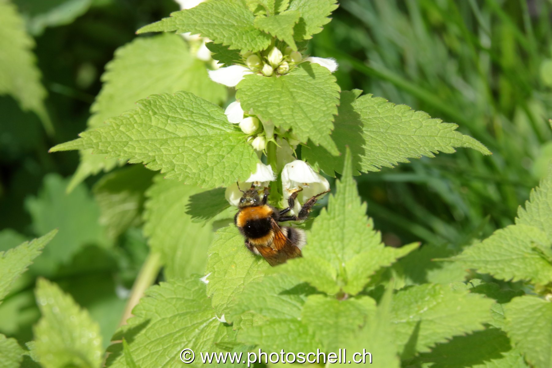 Abeilles butinant des orties blanches