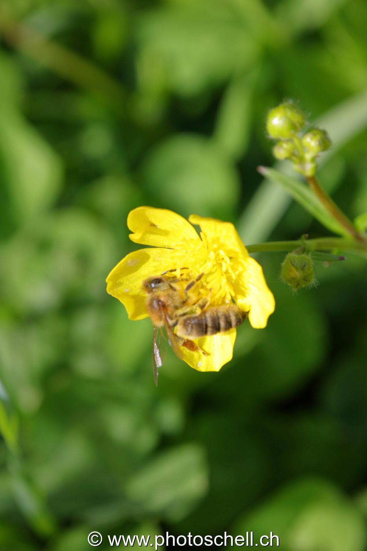 Abeille butinant un bouton d'or