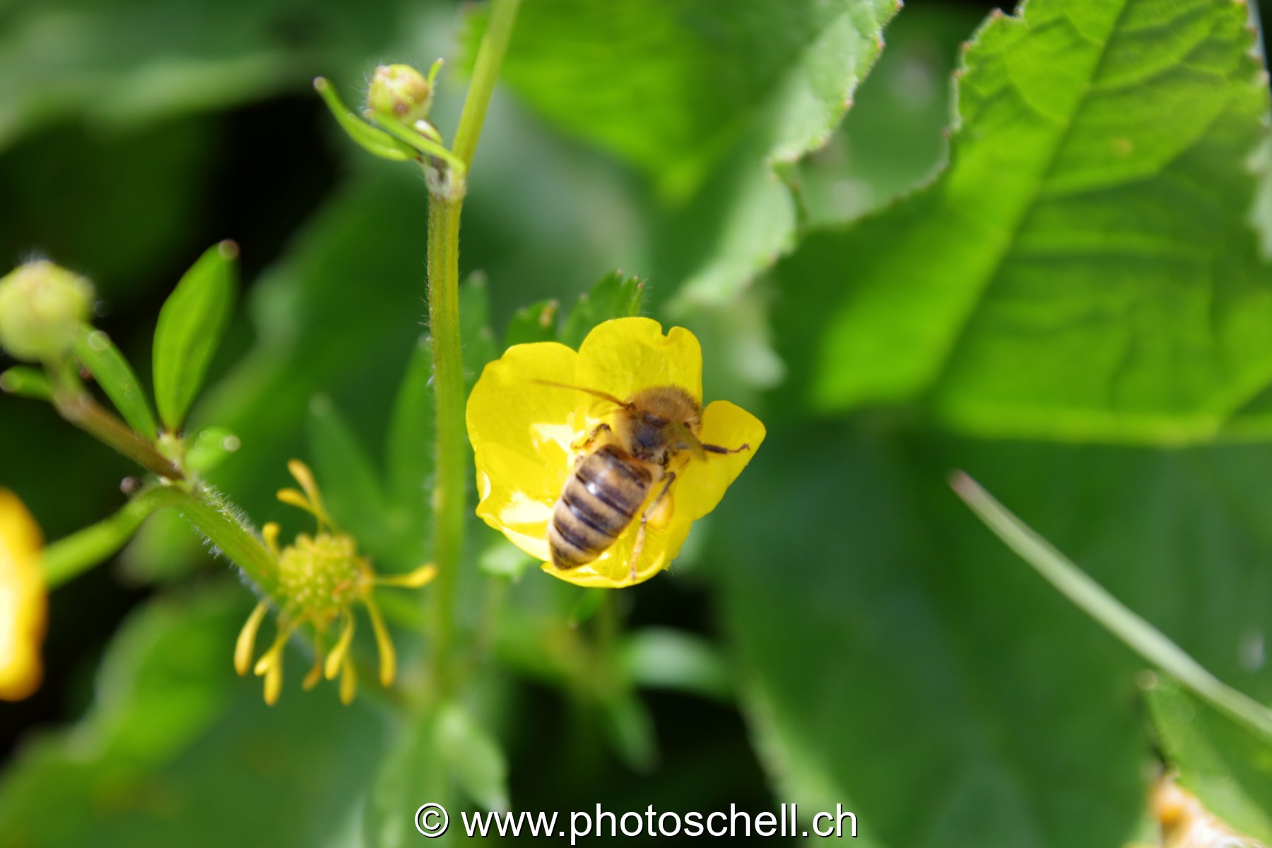 Abeille butinant un bouton d'or