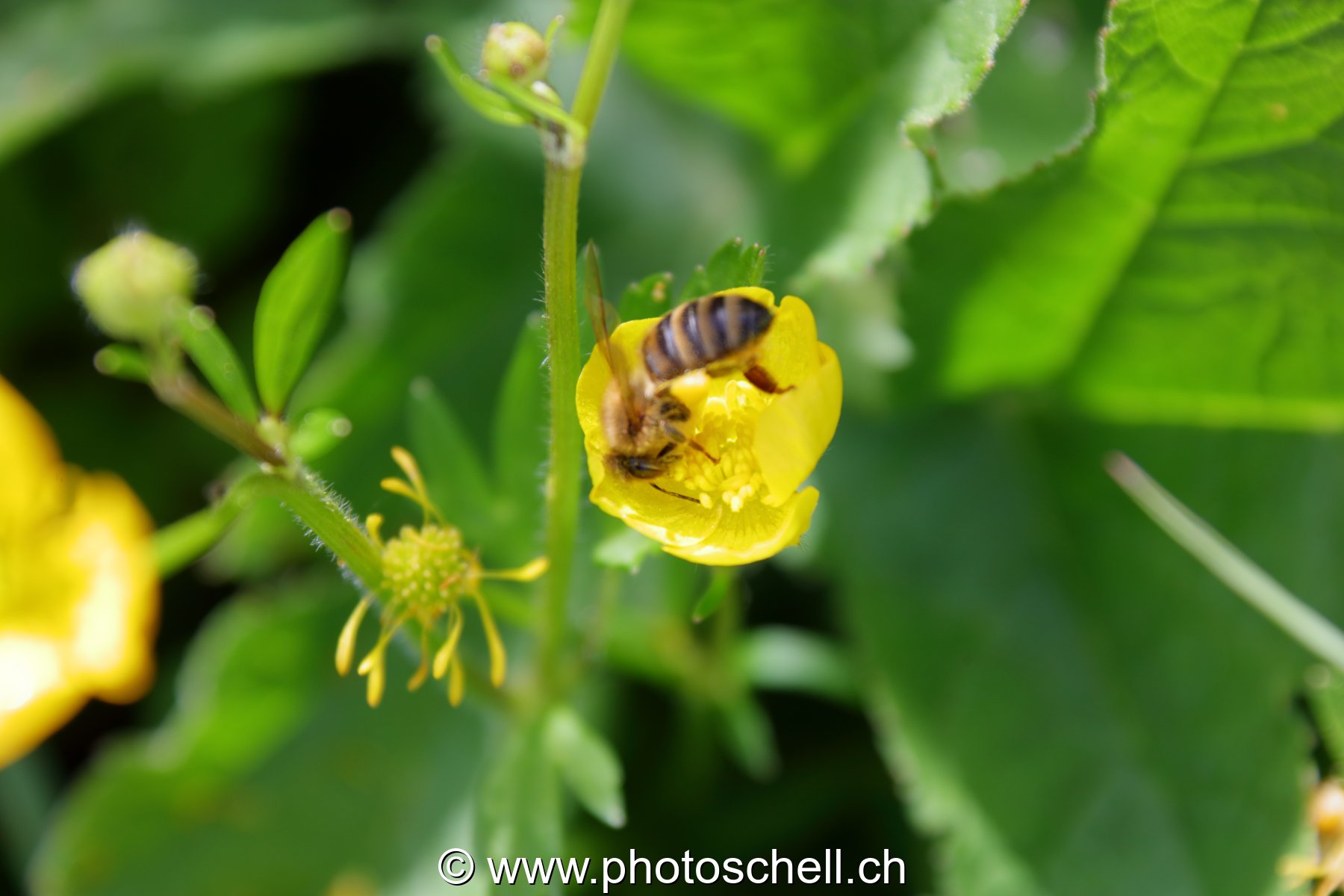 Abeille butinant un bouton d'or