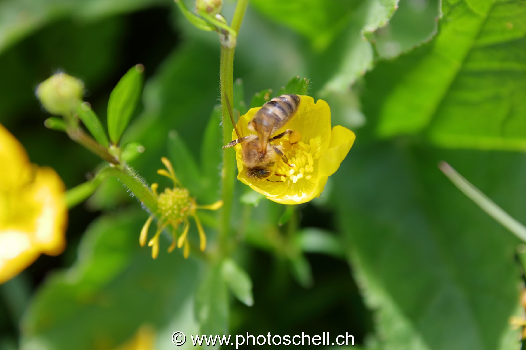 Abeille butinant un bouton d'or