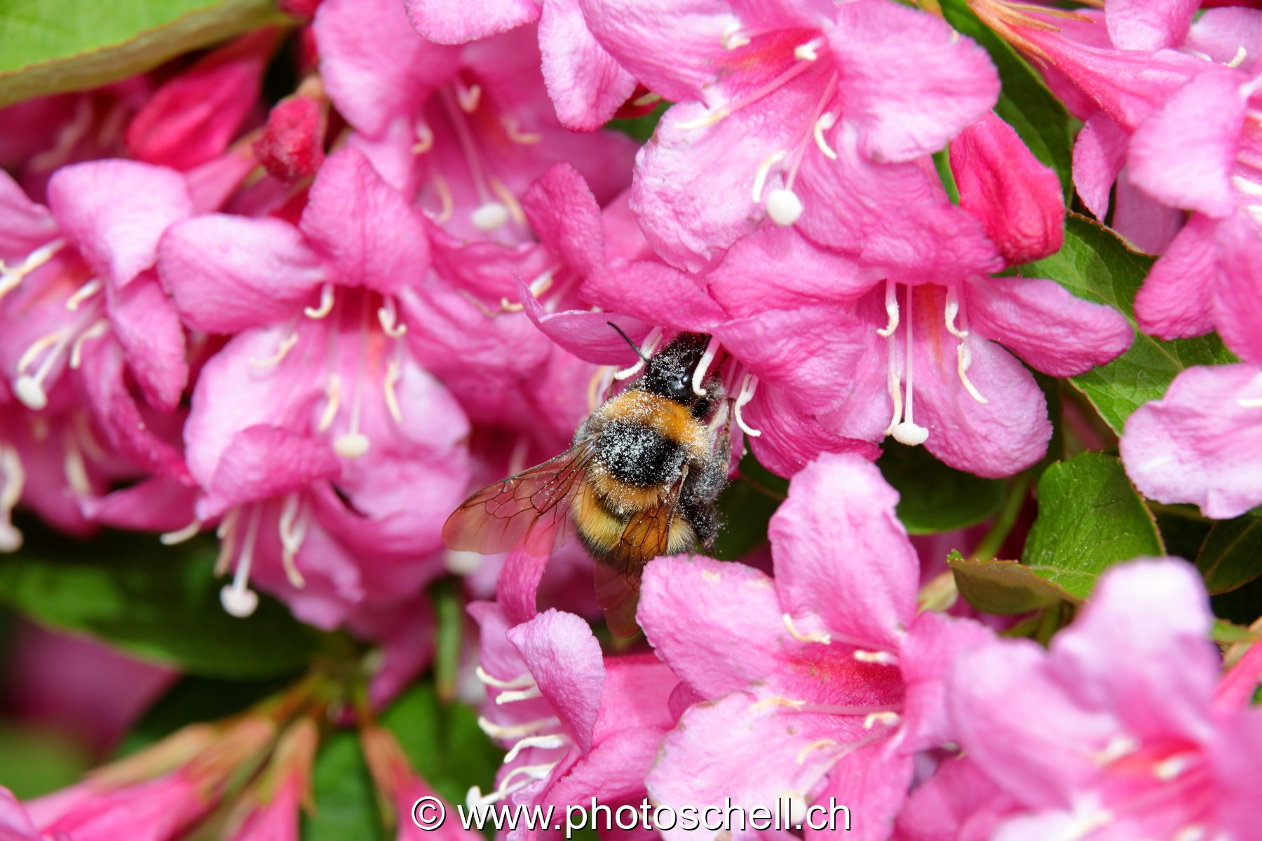 Abeille au milieu des fleurs