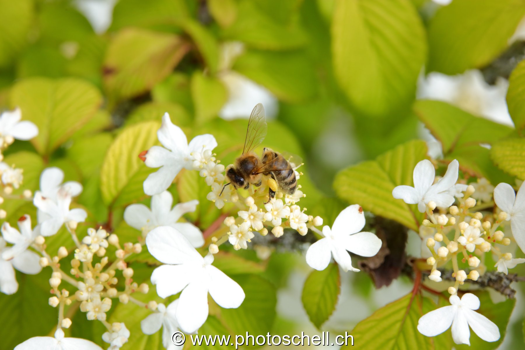 Abeille butinant